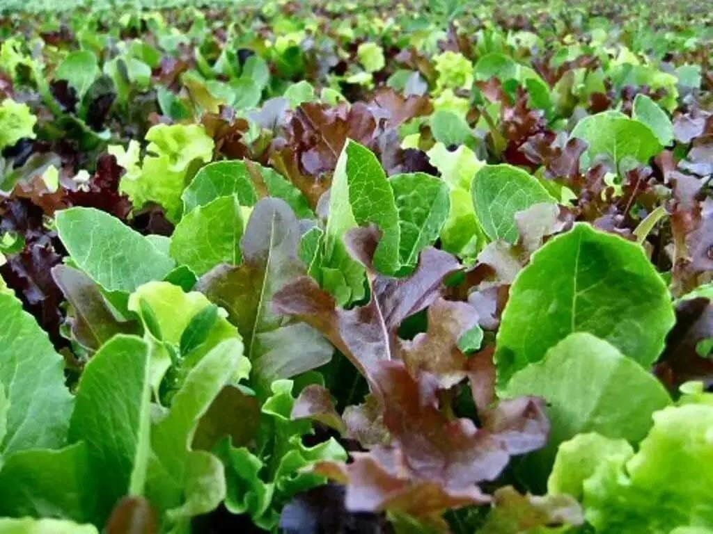 Mixed Baby Leaves/Unique Vegetables